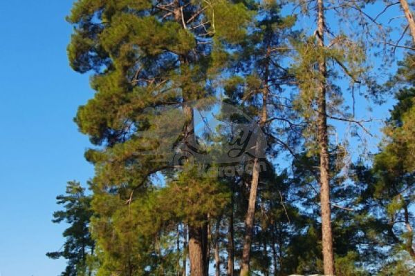 2024 Yapımı 4+ Kişilik, Kiralık Motokaravan #1711